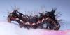 Acronicta rumicis